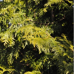 Detailaufnahme: Lebensbaum Brabant (Thuja occidentalis), immergrüner Strauch für Hecken.