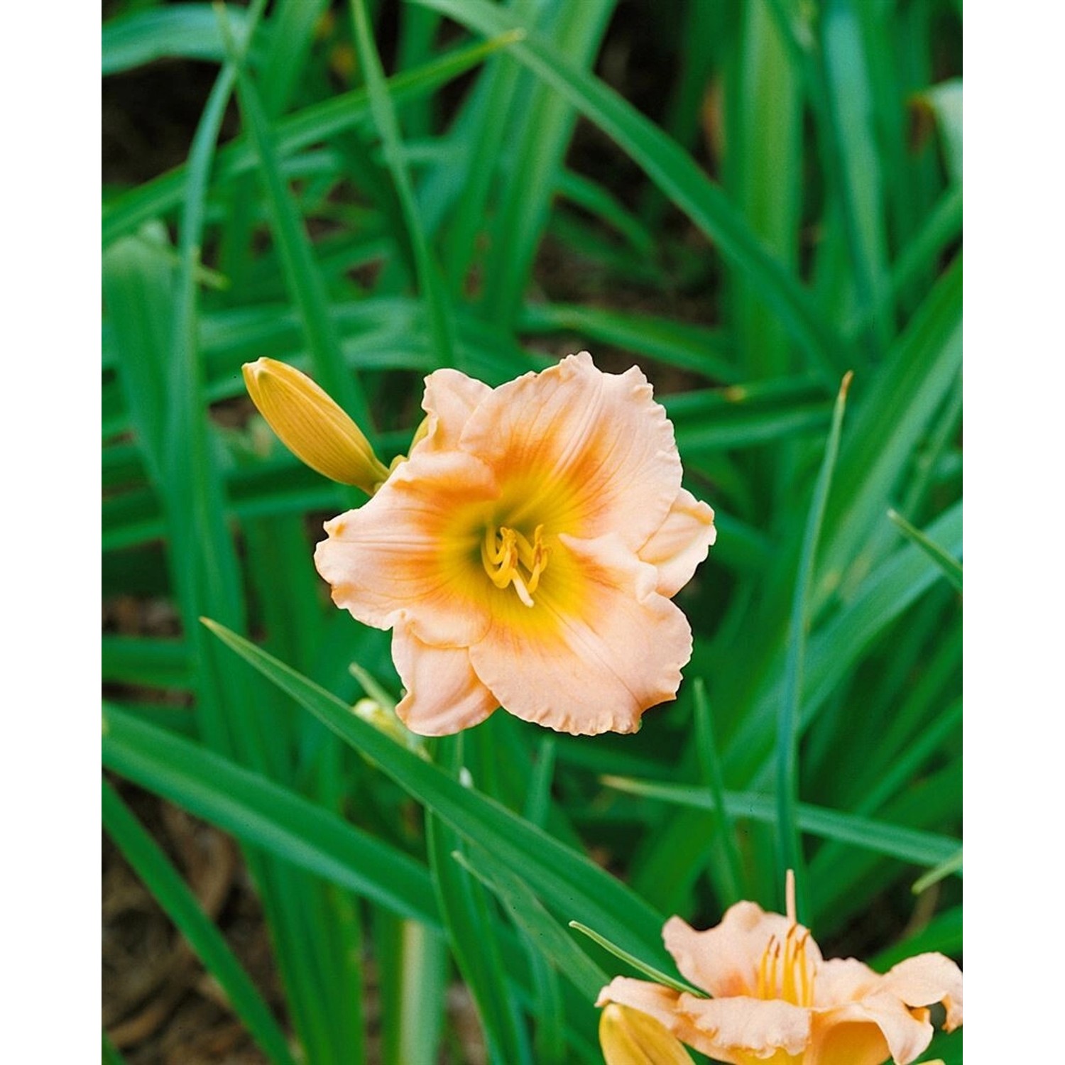 Hemerocallis X Cult. Lullaby Baby Taglilie Ca. 11x11 cm Topf günstig online kaufen