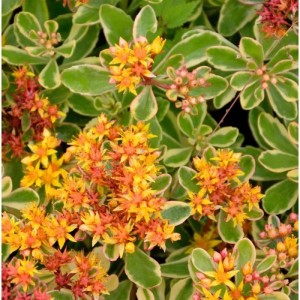 Fetthenne Variegatum (Sedum kamtschaticum) mit gelb-orangen Blüten und grün-weiß panaschierten Blättern.