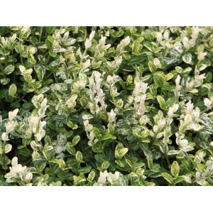 Nahaufnahme der Kriechspindel Silverstone mit grün-weißen Blättern im Topf.