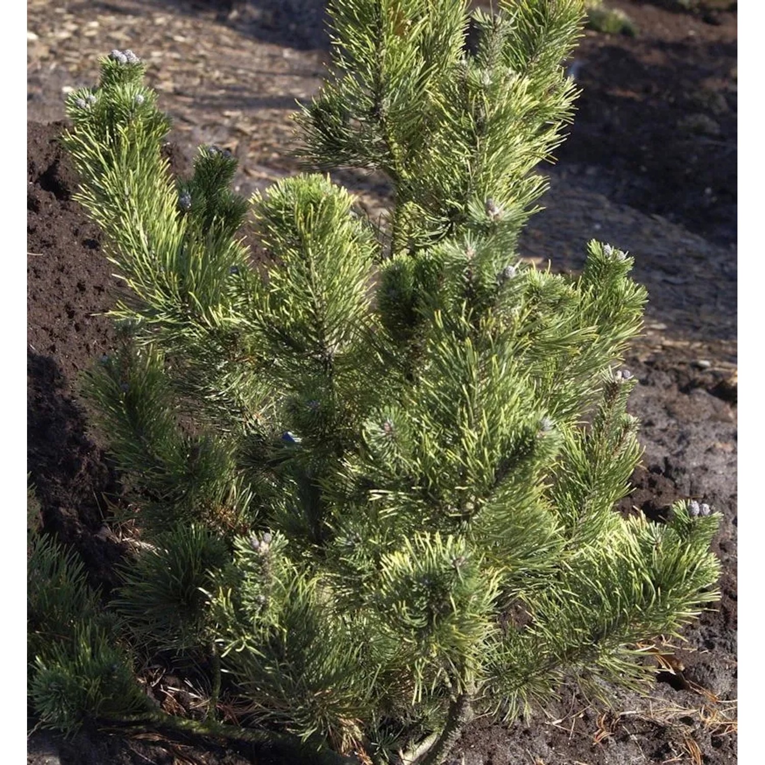 Bergkiefer Pal Malester 15-20cm - Pinus mugo