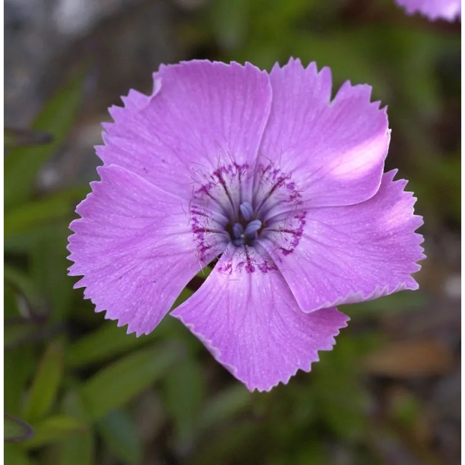 Alpen Nelke - Dianthus alpinus