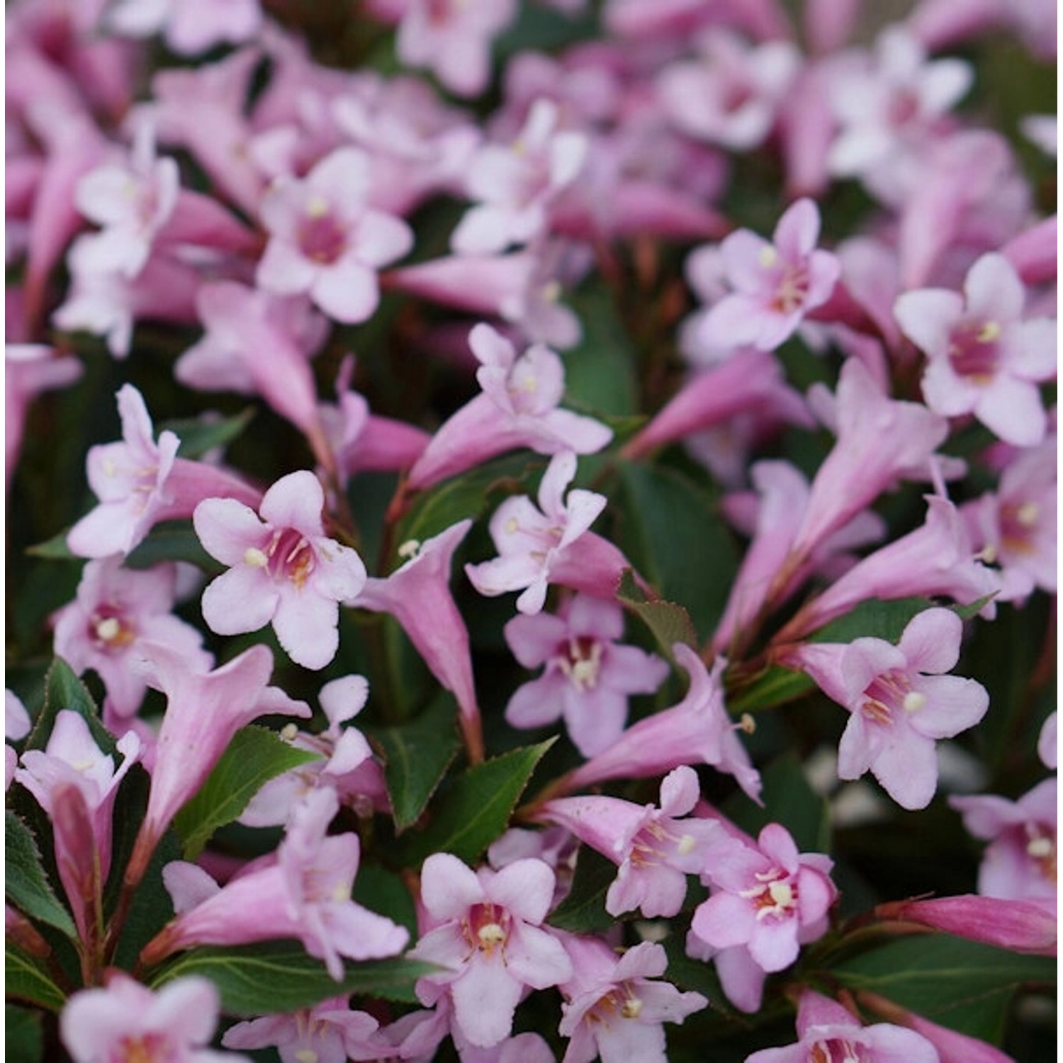 Weigelie Pink Poppet 30-40cm - Weigela florida günstig online kaufen