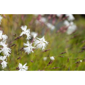 Nahaufnahme der weißen Blüten der Dianthus Arenarius Sandnelke im 9x9 cm Topf.