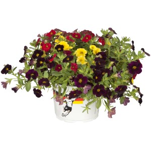 Zauberglöckchen Trio im Topf mit roten, gelben und violetten Blüten. Torffreie Calibrachoa hyb.