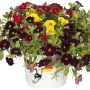 Zauberglöckchen Trio im Topf mit roten, gelben und violetten Blüten. Torffreie Calibrachoa hyb.