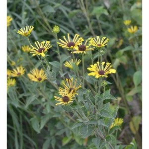 Schwachfilziger Sonnenhut Little Henry: gelbe Blüten mit dunkler Mitte, Stauden für den Garten.