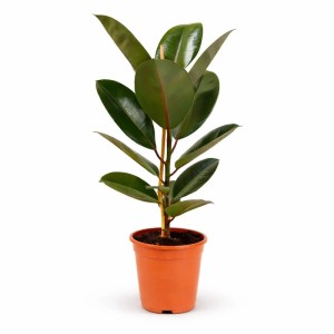 GROW by OBI Gummibaum im Topf, ca. 19 cm Ø, Zimmerpflanze mit glänzenden, dunkelgrünen Blättern.