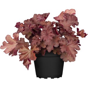GROW by OBI Purpurglöckchen im Topf, rot-braune Blätter. Heuchera für Beet und Rabatte.