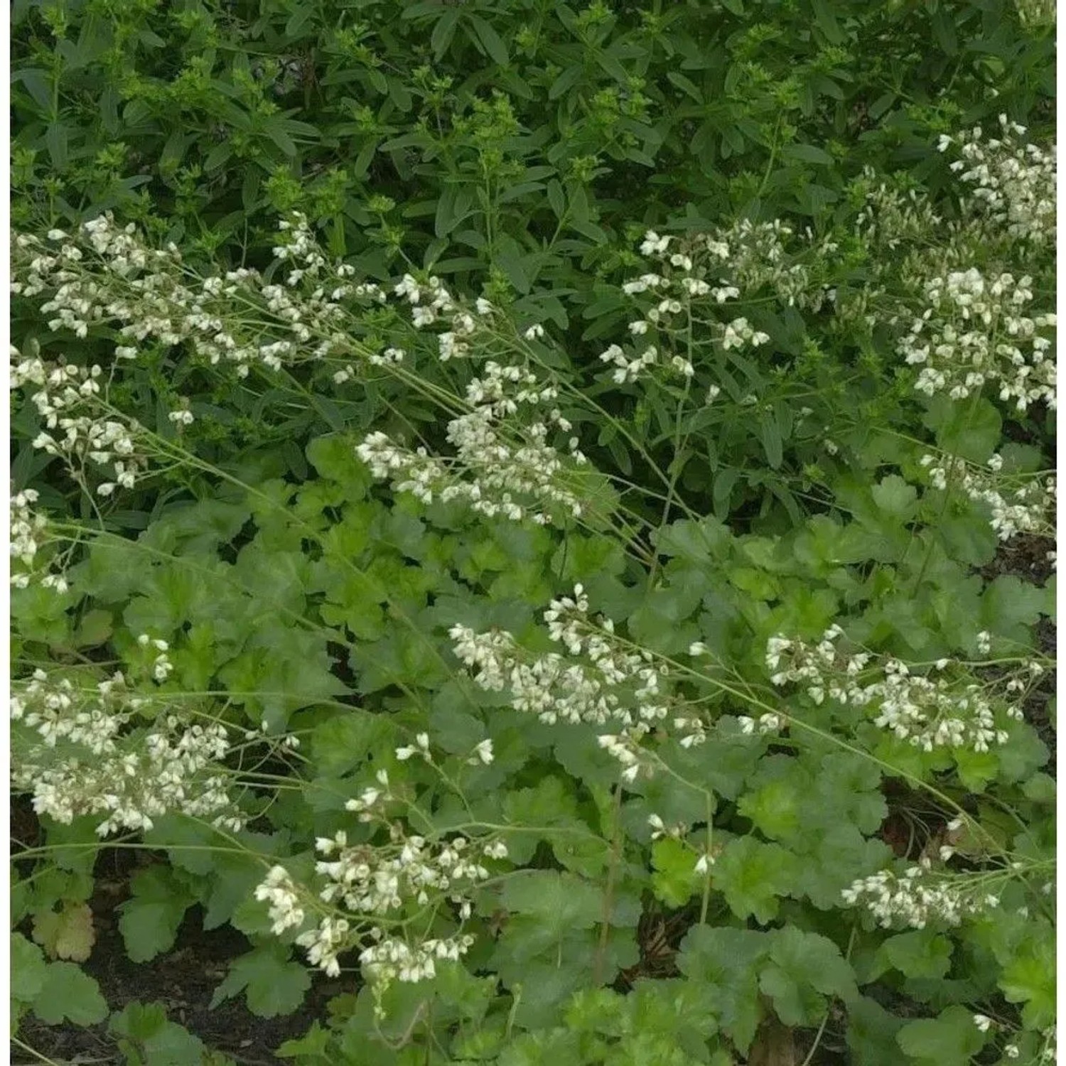 Purpurglöckchen Schneewittchen - Heuchera brizoides