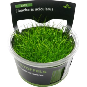 Stoffels Aquariumpflanze Eleocharis acicularis im Topf, grüne Halme.