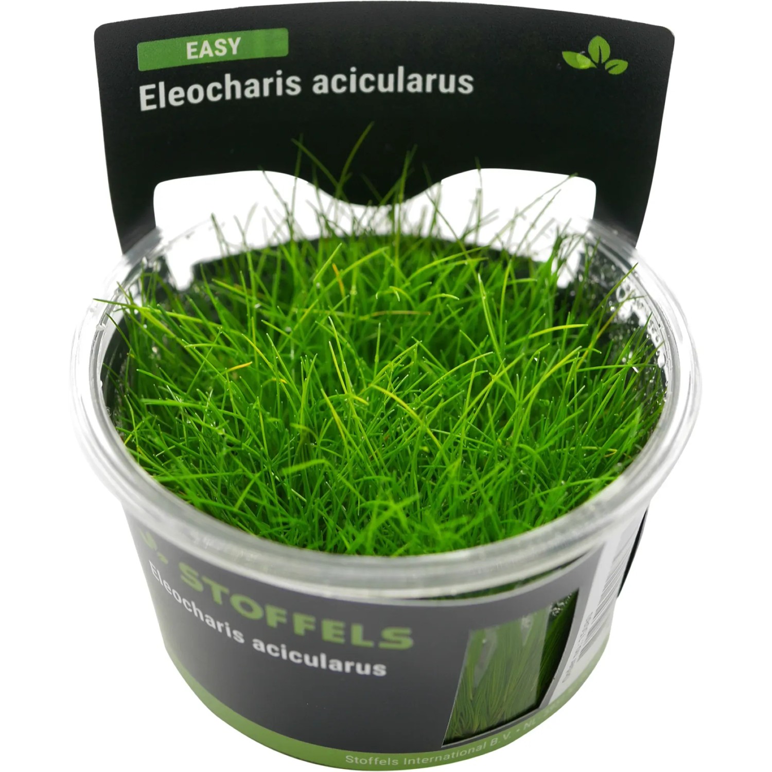 Eleocharis acicularis in-vitro