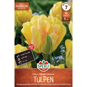 Sperli Tulpe Akebono: gefüllte, späte Tulpen-Blumenzwiebel mit gelb-rosa Blüten und rotem Rand.
