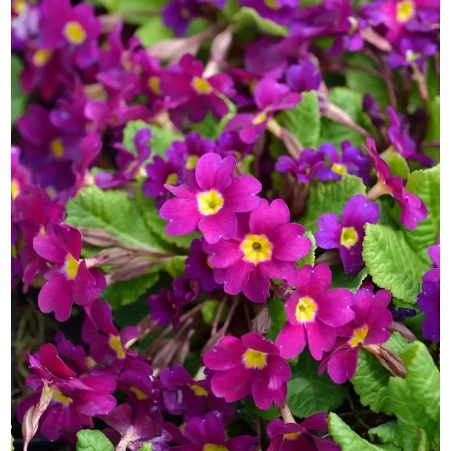 Teppich Primel Wanda - Primula pruhoniciana
