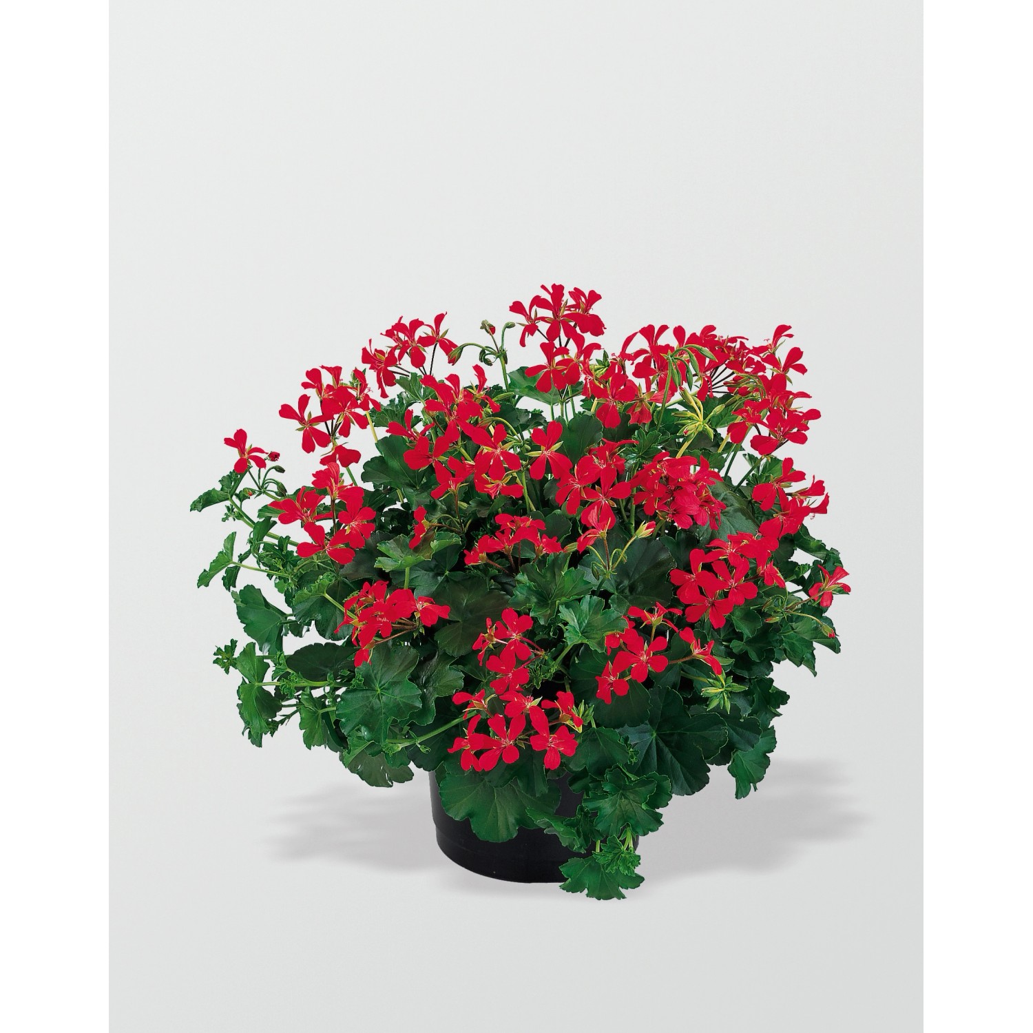 Hängende Geranien Höhe ca. 12 cm TopfØ ca. 15 cm Pelargonium peltatum