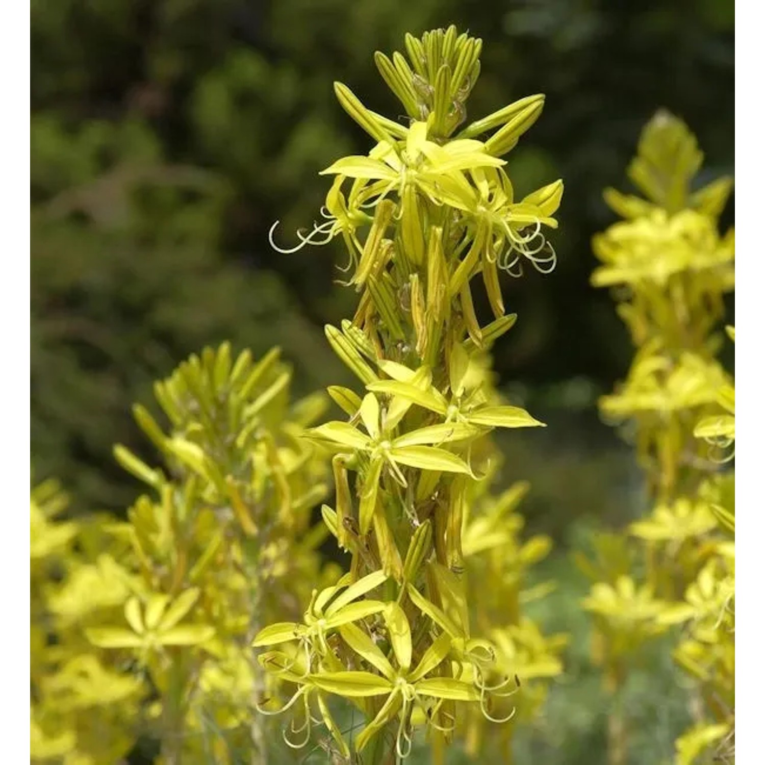 Junkerlilie - Asphodeline,utea