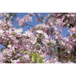 Blühender Zierapfel 'Hillieri' mit rosa Blüten vor blauem Himmel. Hausbaum für Garten und Beet.
