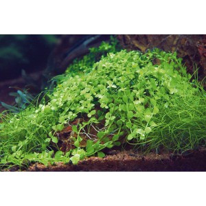 Dennerle Aquariumpflanze Micranthemum Montecarlo In-Vitro, Vordergrundpflanze für Nano Aquarien.
