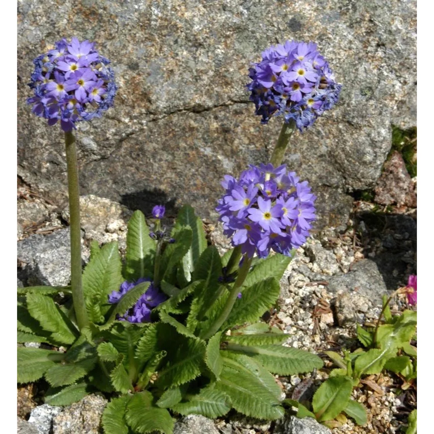 Kugelprimel - Primula denticulata