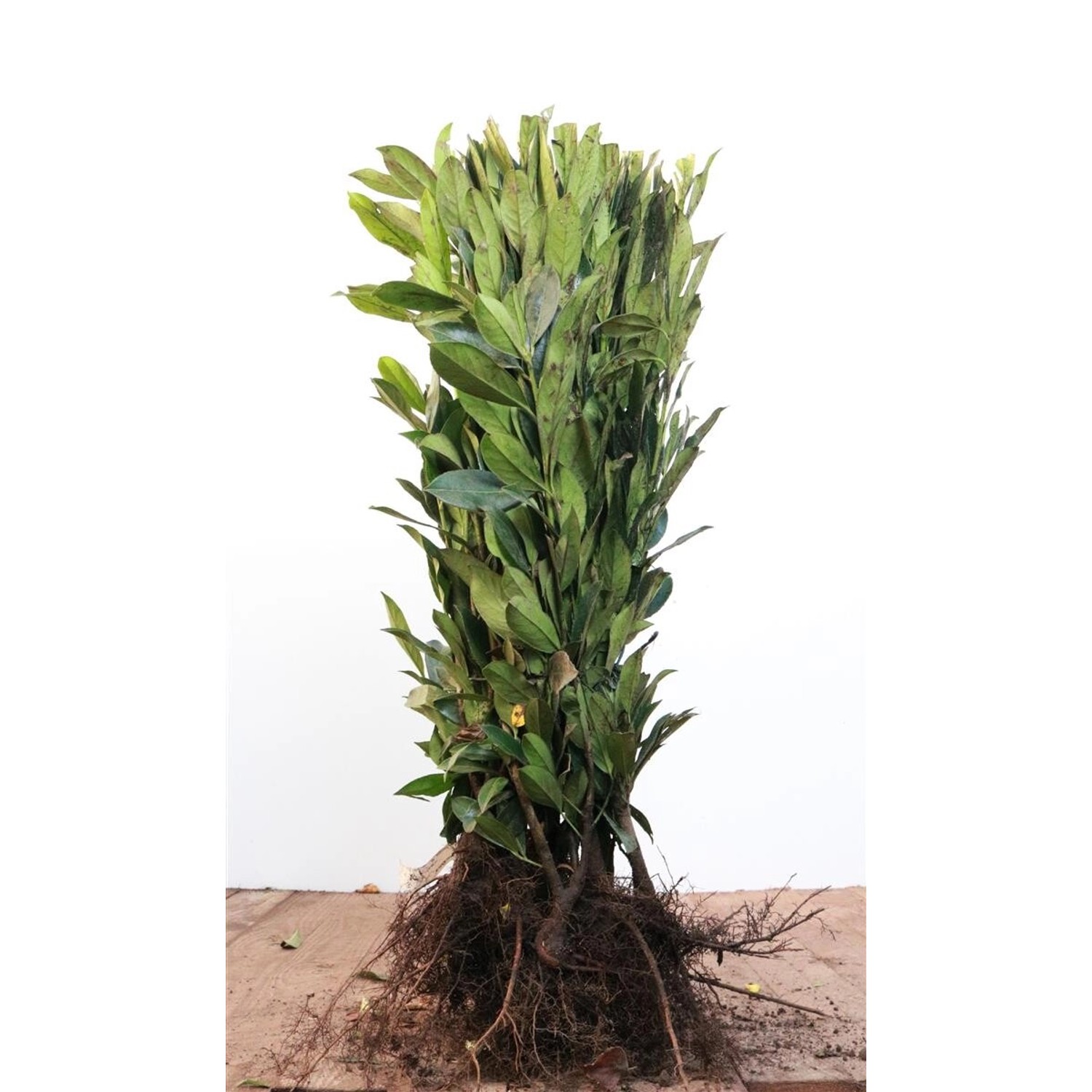Prunus laurocerasus 'Caucasica' 60-80 cm günstig online kaufen