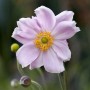 Zartrosa Herbstanemone 'Septemberglanz' mit gelber Mitte im Detail.