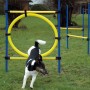 Hund springt durch gelben Reifen des Agility Sprung-Sets von Dobar, blaue Stangen. Apportierspielzeug für Hunde.
