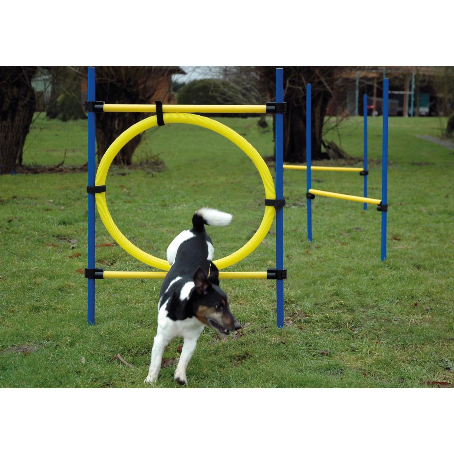 Hund springt durch gelben Reifen des Agility Sprung-Sets von Dobar, blaue Stangen. Apportierspielzeug für Hunde.