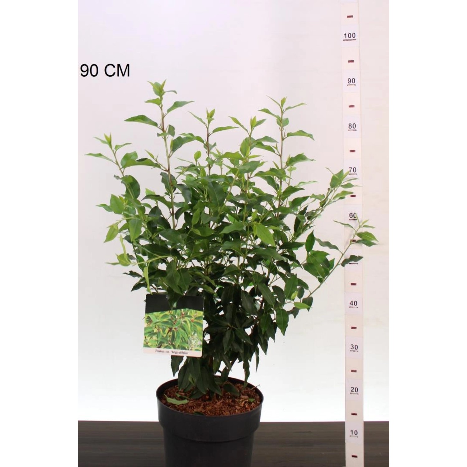 Pflanzen-Boering 10 Prunus Lusitanica Angustifolia Höhe 60-80 cm Lorbeerkir günstig online kaufen