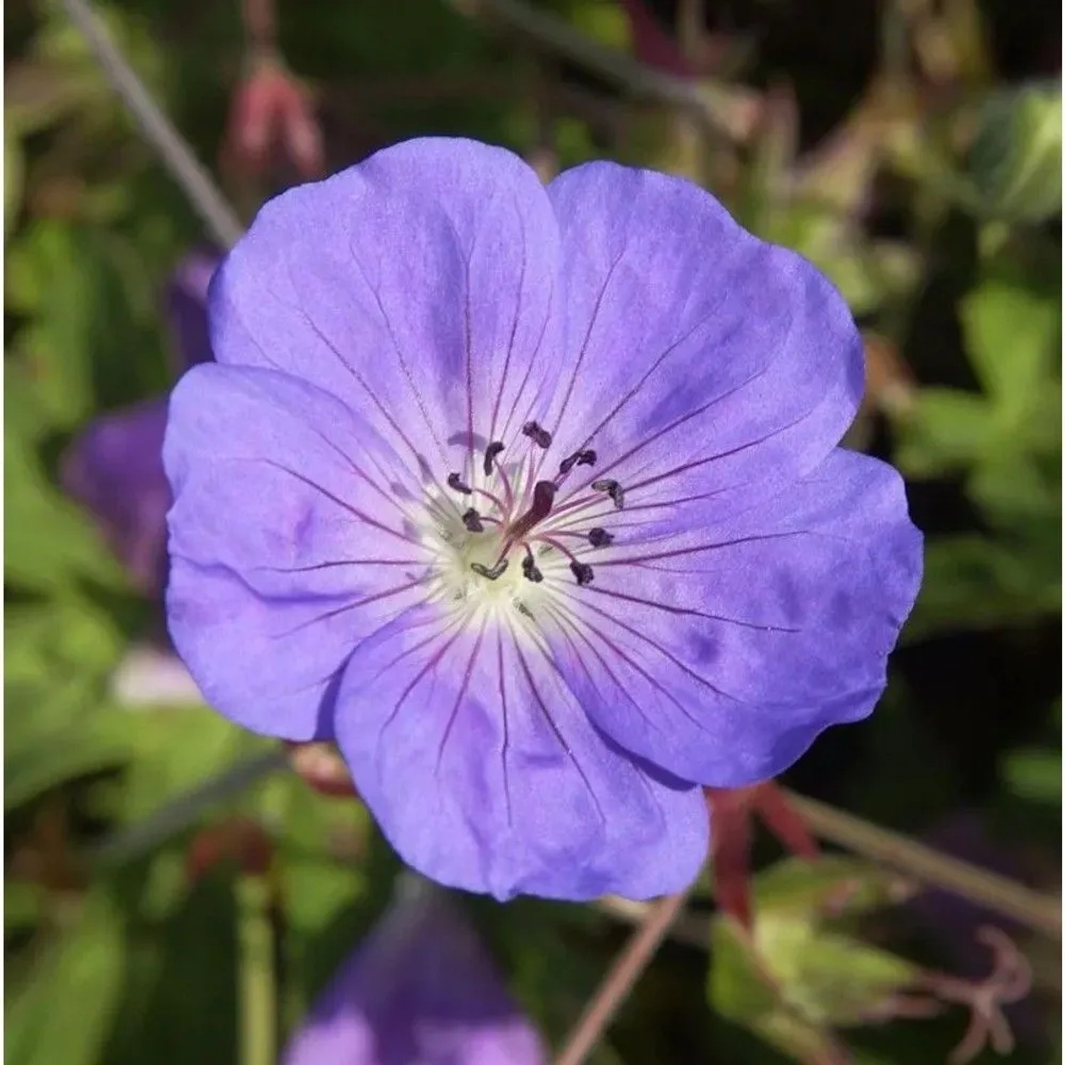 Storchenschnabel Rozanne - Geranium wallichianum