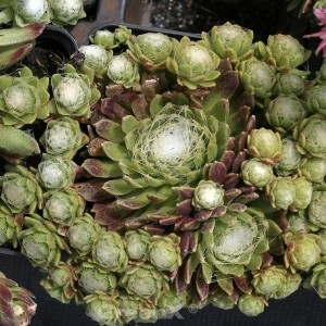 Nahaufnahme der Dachwurz Rheinkiesel (Sempervivum cultorum), eine grüne Staude mit weißen, spinnennetzartigen Details.