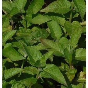 Nahaufnahme der grünen Blätter der Indianernessel Twins (Monarda fistulosa), eine Gartenstaude.