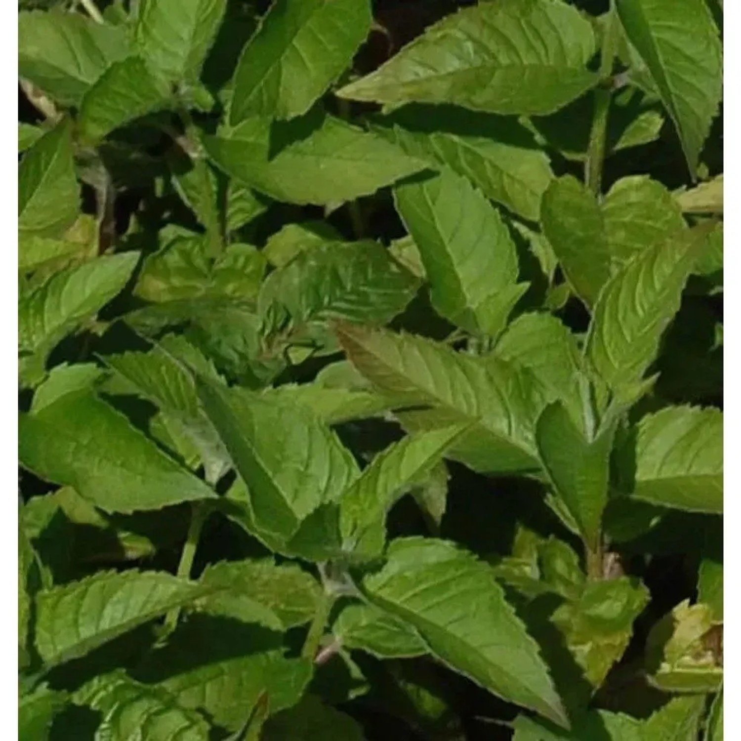 Nahaufnahme der grünen Blätter der Indianernessel Twins (Monarda fistulosa), einer Staude für Garten und Beet.