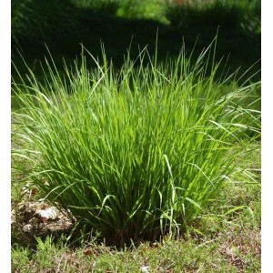 Pfeifengras 'Heidebraut' (Molinia caerulea) im Garten, grüne Halme.