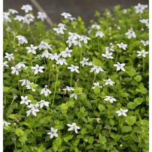 Foto von Bubikopf Alba (Pratia pedunculata) mit kleinen, weißen Blüten und grünen Blättern.