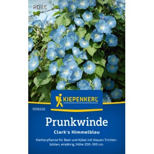 Kiepenkerl Prunkwinde Clark's Himmelblau mit hellblauen Blüten und grünen Blättern.