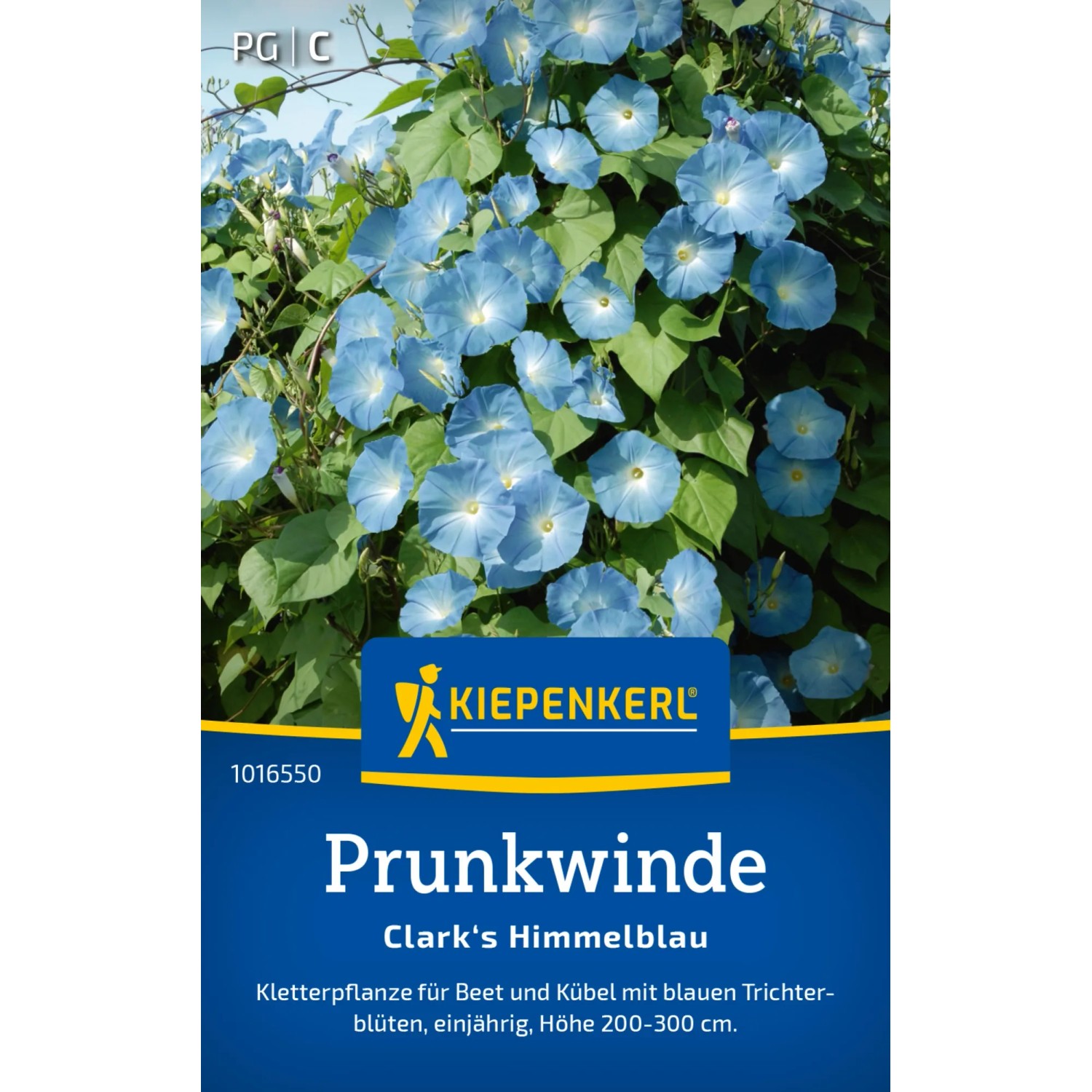 Kiepenkerl Prunkwinde "Clark's Himmelblau" Ipomoea tricolor