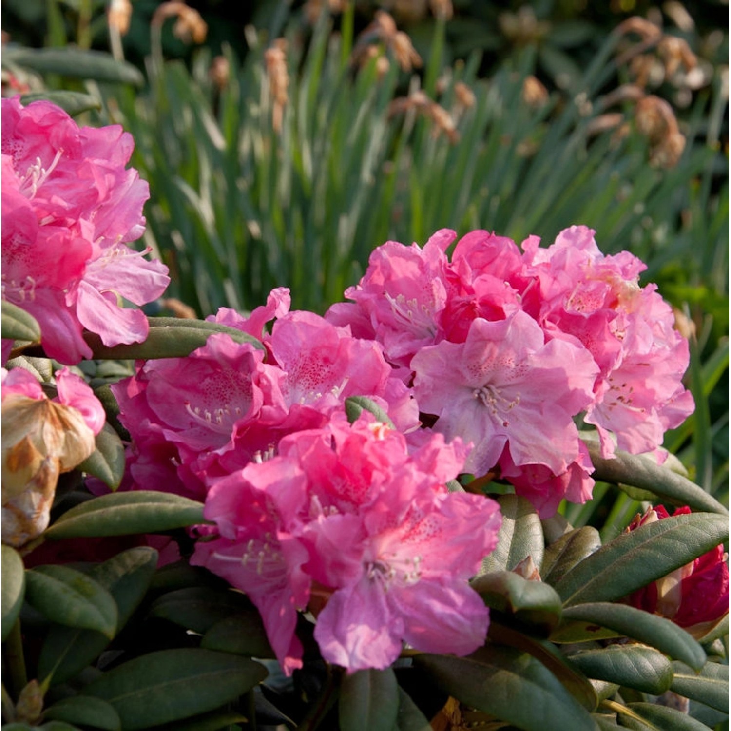 INKARHO - Rhododendron Frühlingsanfang 25-30cm - Alpenrose günstig online kaufen