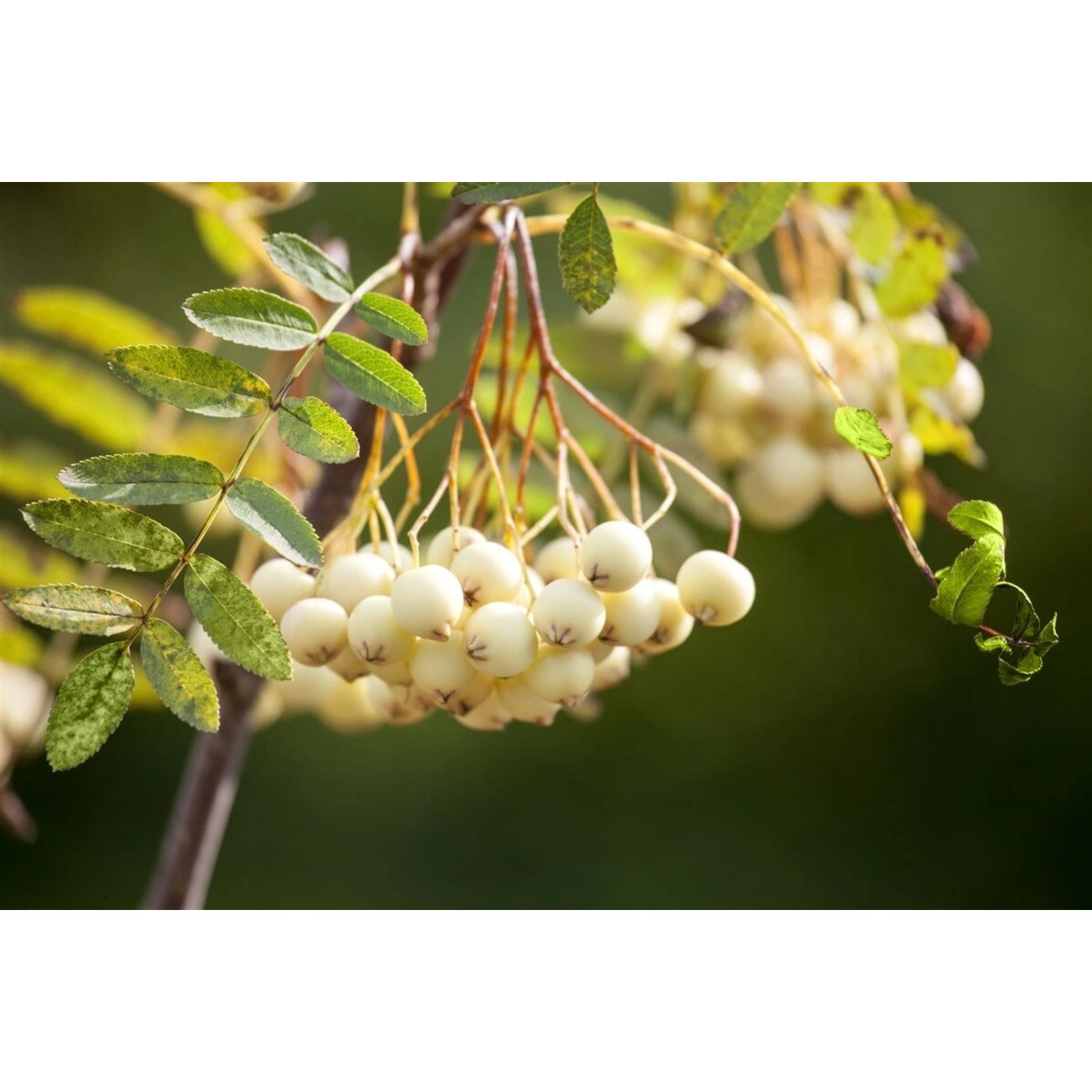 Nahaufnahme: Koehnes Eberesche mit weißen Beeren und grünen Blättern.