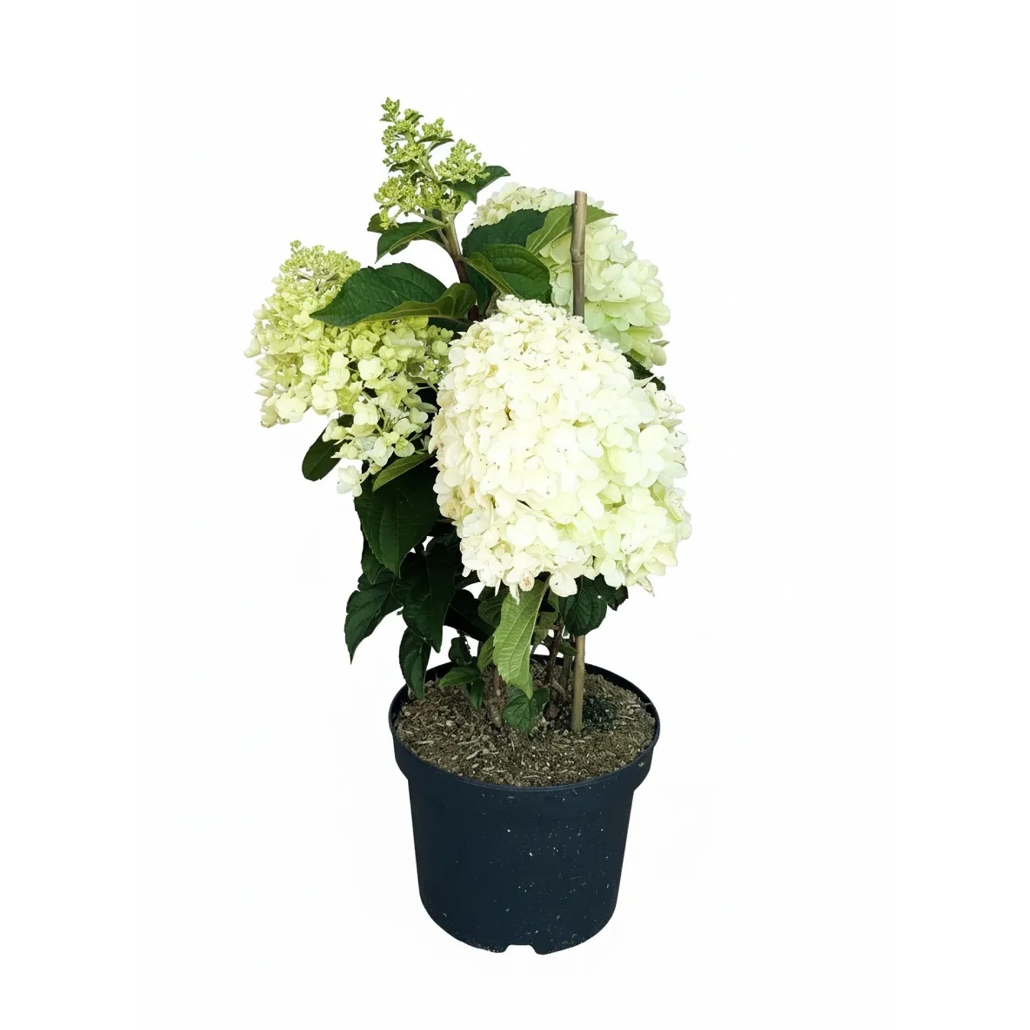 Baumfink Rispenhortensie Silver Dollar als Topfpflanze 40-60cm
