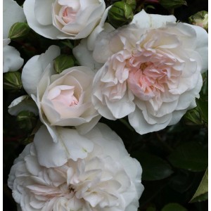 Nahaufnahme der Bodendeckerrose Swany mit weißen Blüten und zartrosa Mitte.