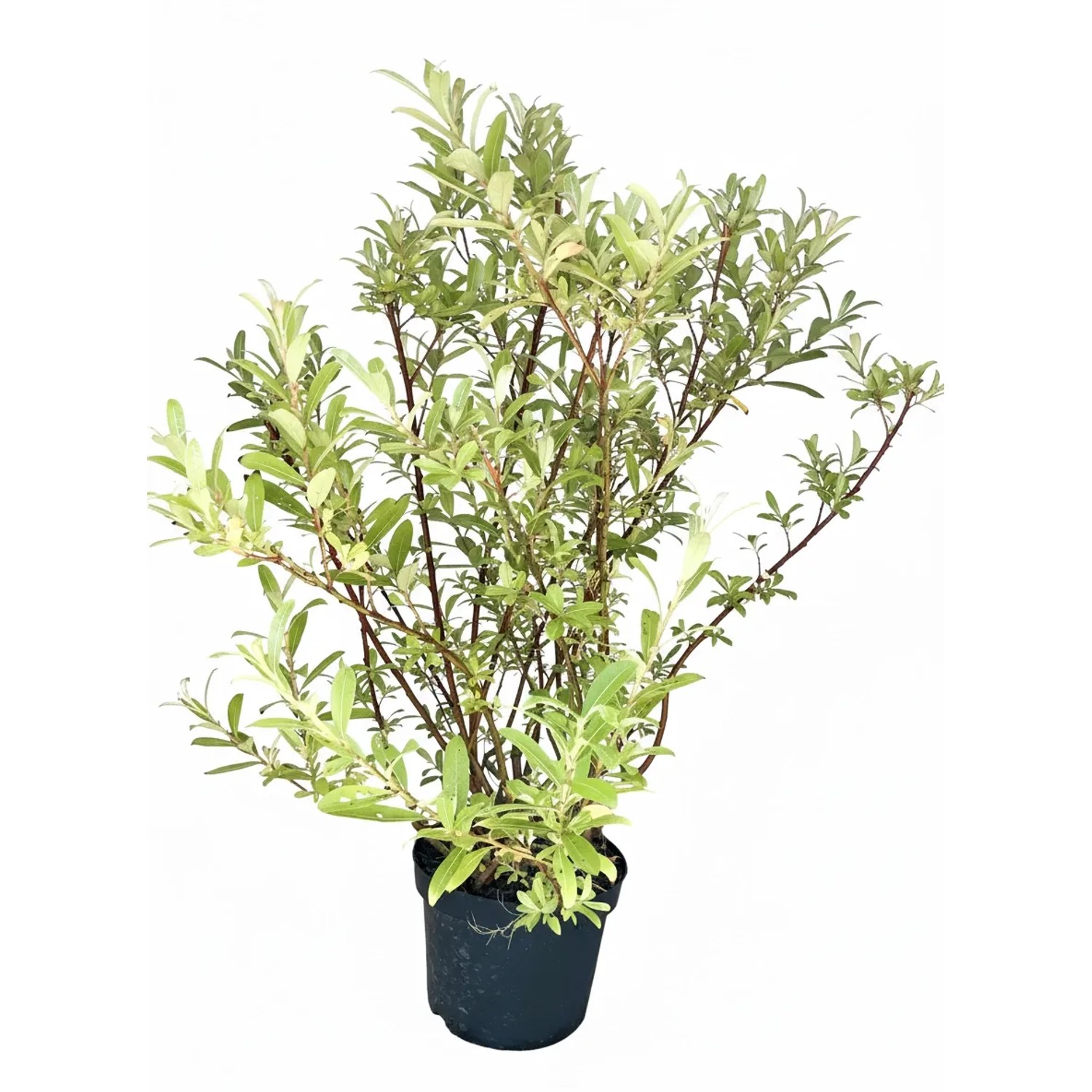 Baumfink Rosa Kätzchenweide Mount Aso als Topfpflanze 80-100cm