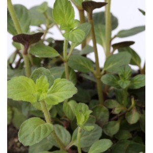 Nahaufnahme der grünen Ackerminze (Mentha arvensis), eine krautige Staude.