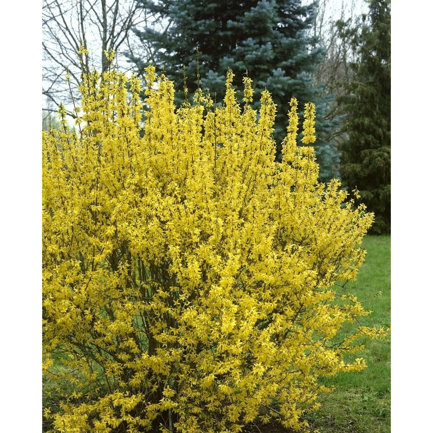 Forsythia Intermedia Goldrausch Forsythie Gelb 60–80 cm günstig online kaufen