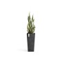 Hoher, dunkler Ecopots Pflanztopf Rotterdam, 70 cm, mit Grünpflanze. Ideal als Pflanzsäule für Innen und Außen.