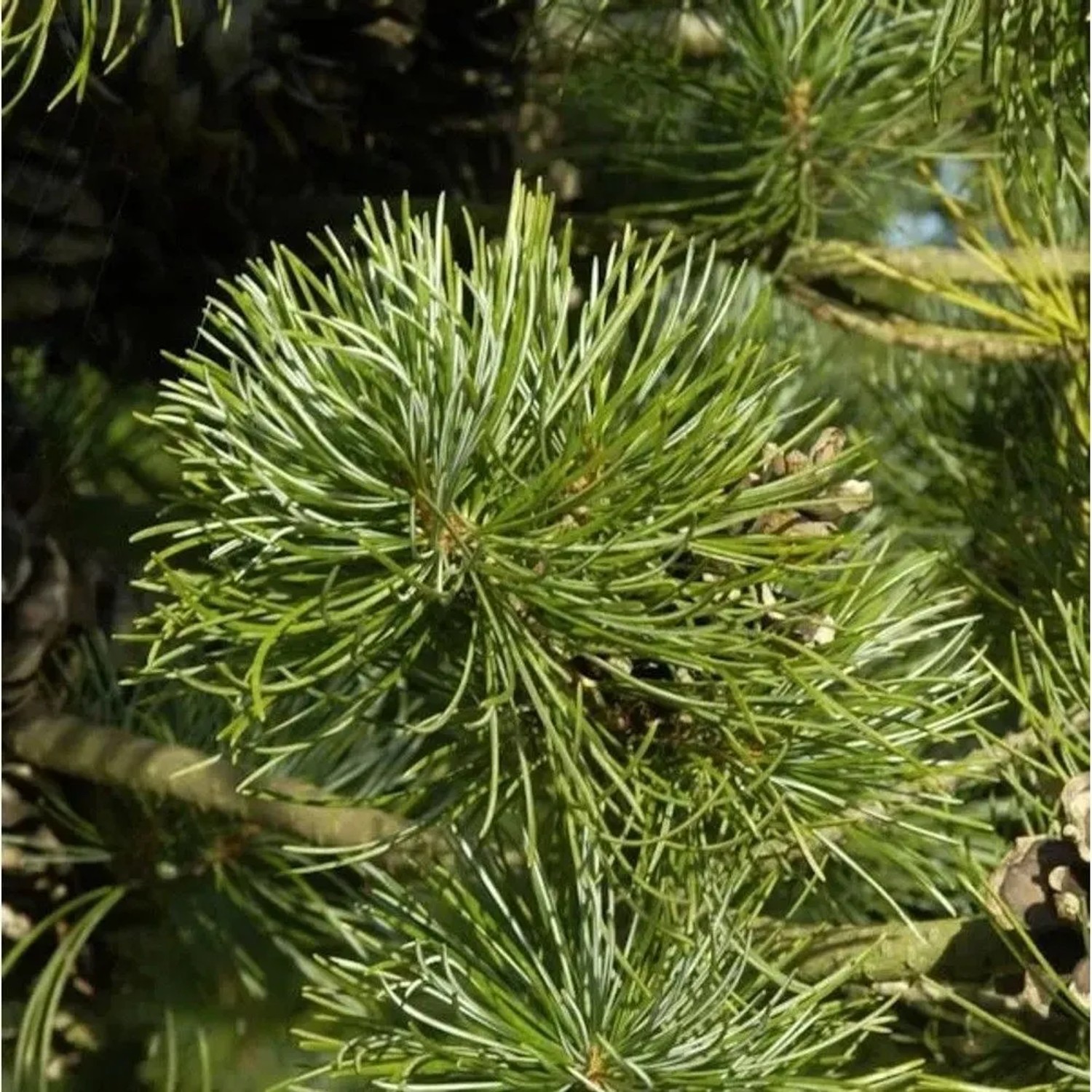 Blaue Zwerg Mädchen Kiefer Linda 25-30cm - Pinus parviflora