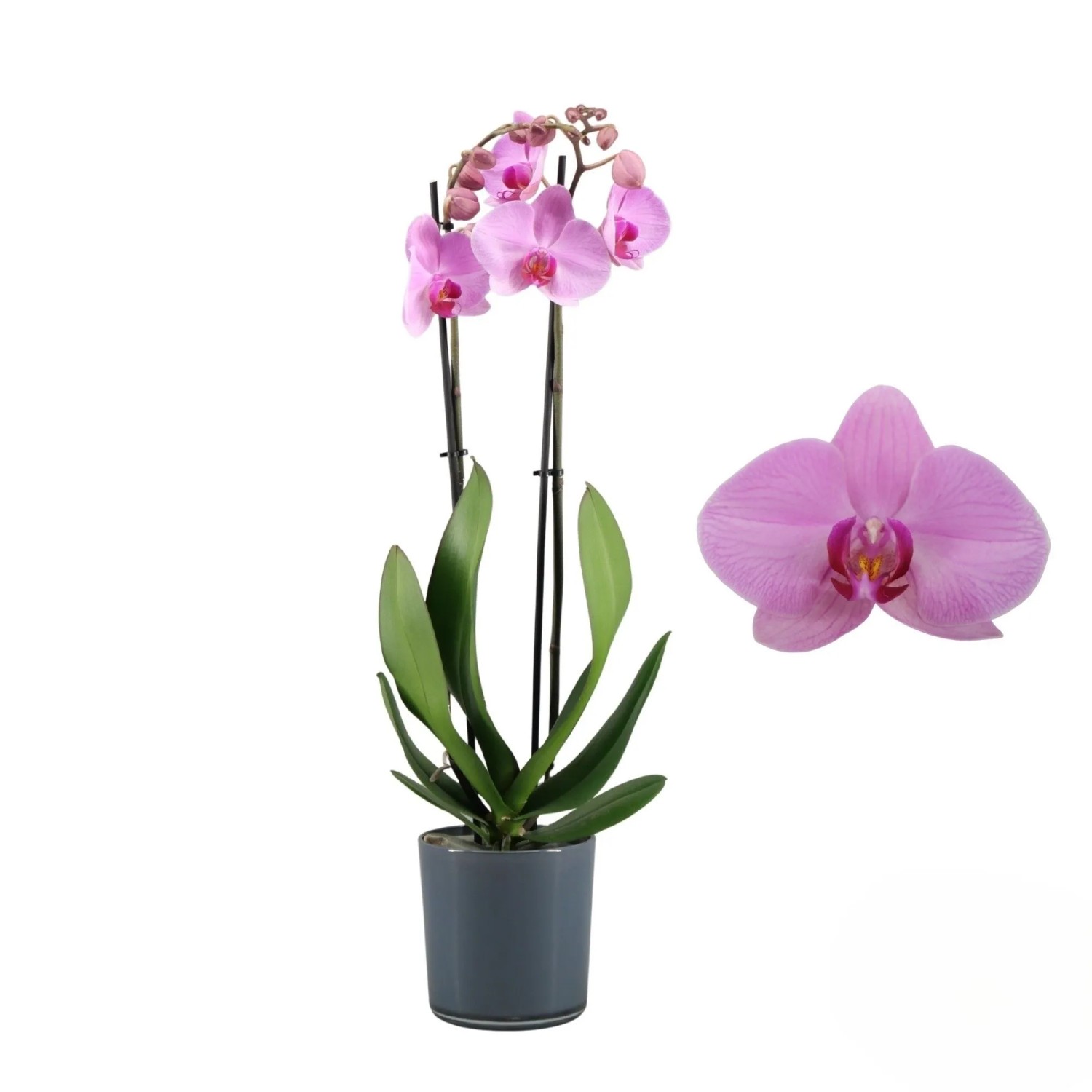 GROW by OBI Schmetterlingsorchidee im Glasgefäß Topf-Ø ca. 12 cm