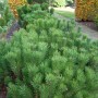 Grüne Zwerg Bergkiefer (Pinus mugo) im Garten, ca. 15-20cm hoch.