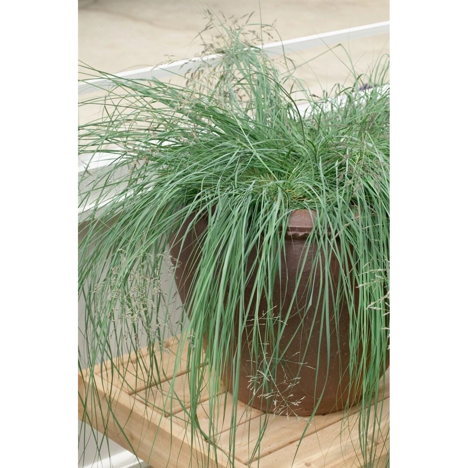 Eragrostis Elliottii Wind Dancer Ziergras Ca. 9x9 cm Topf günstig online kaufen