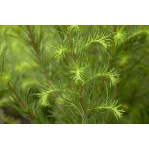 Nahaufnahme der grünen Nadeln einer Europäischen Lärche (Larix Decidua), einem winterharten Hausbaum.