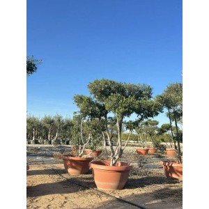 Sunny-Tree Olivenbaum Pompon Olea Europaea Winterharter Olivenbaum 150 cm  Fruchttragend und 20 Jahre alt